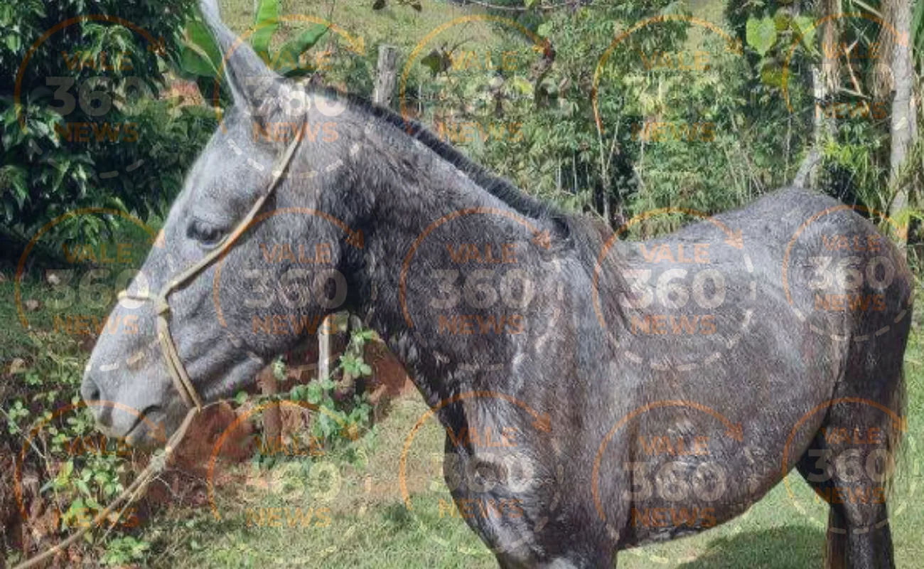 cavalos furtados