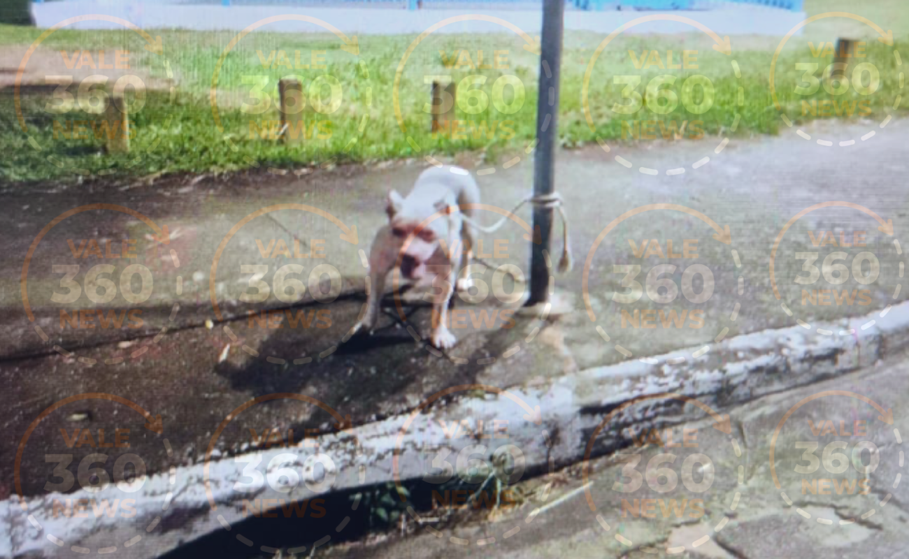 Pitbull solto ataca cadela e ameaça crianças