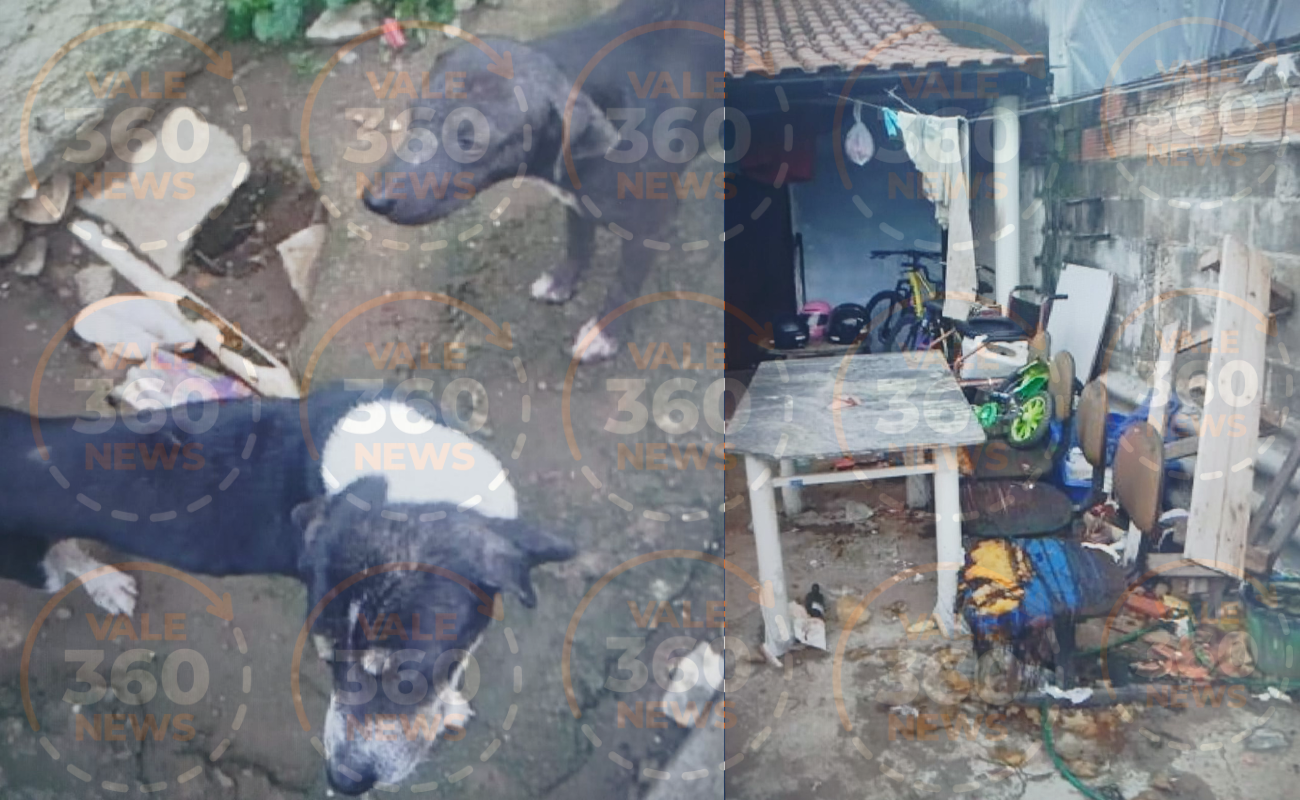 Cães em estado de magreza e sarna mobilizam autoridades em São José dos Campos. Entenda por que tutor não foi preso