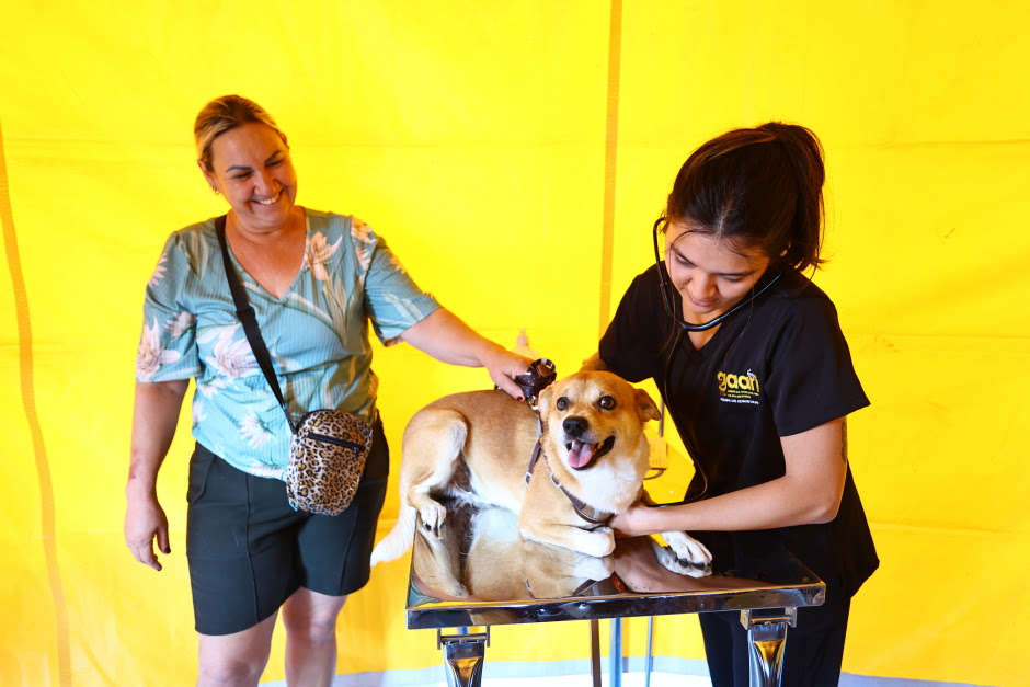 Meu Pet Feliz abre 1.000 vagas para castração e microchipagem gratuita em São José dos Campos; inscrições começam terça (3)