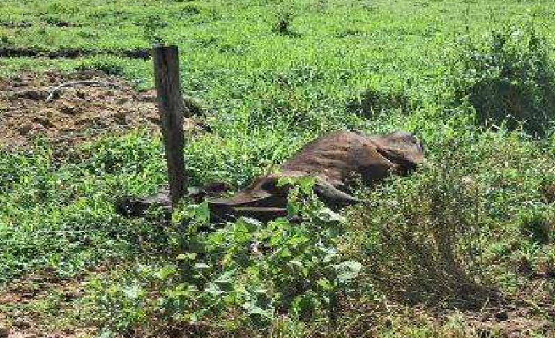 Contratado para cuidar de fazenda