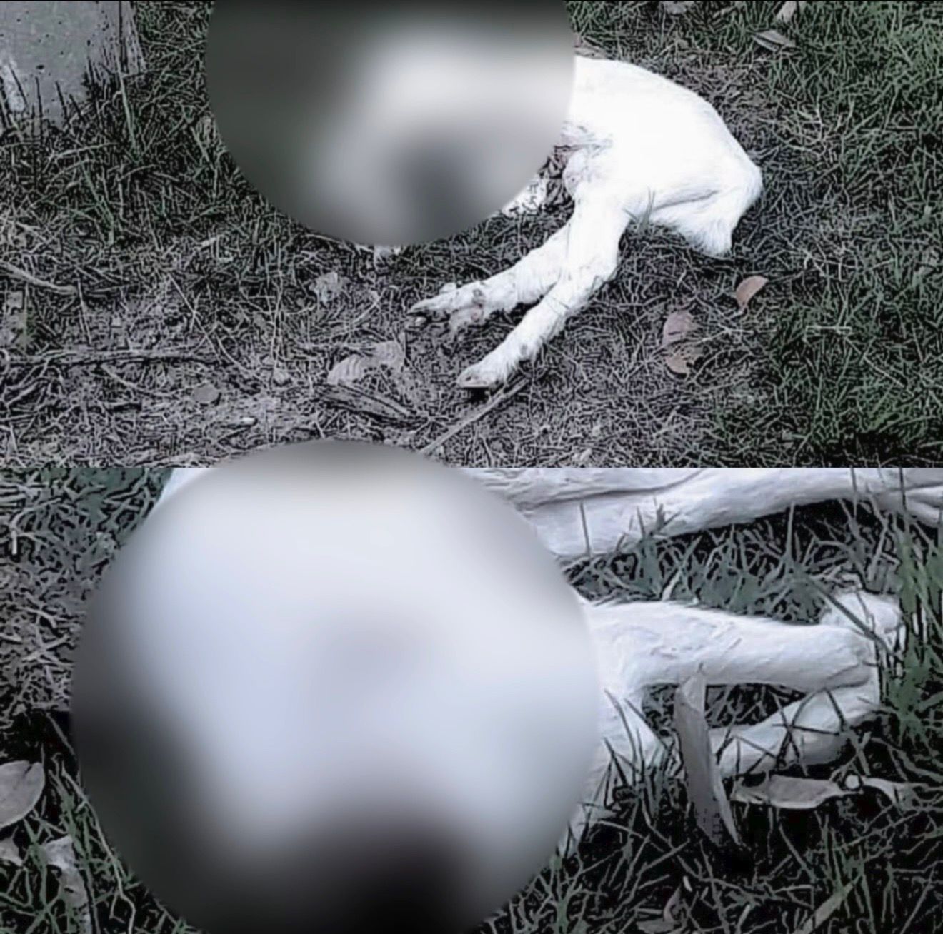 Maus-tratos a animais em Caraguatatuba: Polícia Civil identifica dois homens após cabra decapitada e galos mortos 1 Maus-tratos a animais em Caraguatatuba