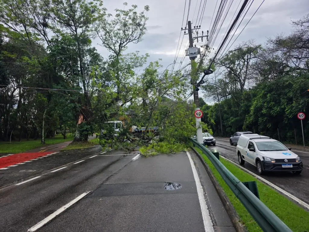 Chuva derruba árvores em São José dos Campos