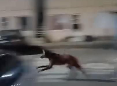 Lobo-guará é flagrado em condomínio de prédios em Taubaté e causa alvoroço em moradores 8 Lobo-guará é flagrado em Taubaté
