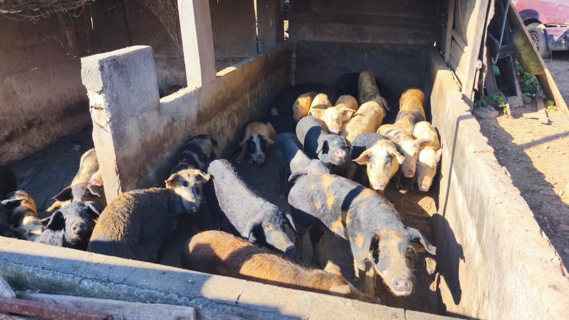 Polícia Ambiental apreende 800 kg de carne em condições insalubres em Jacareí e prende homem na zona rural 5 carne em condições insalubres em Jacareí