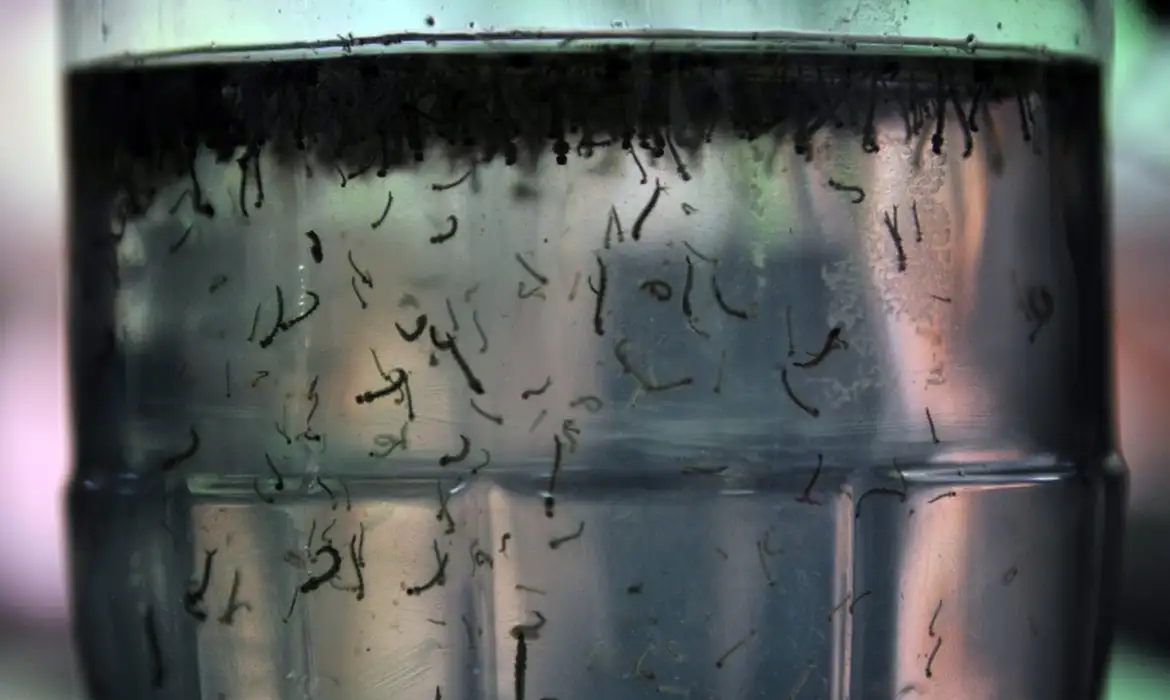 morte por dengue em 2026